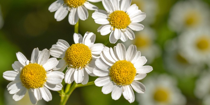 Tanacetum parthenium beneficios